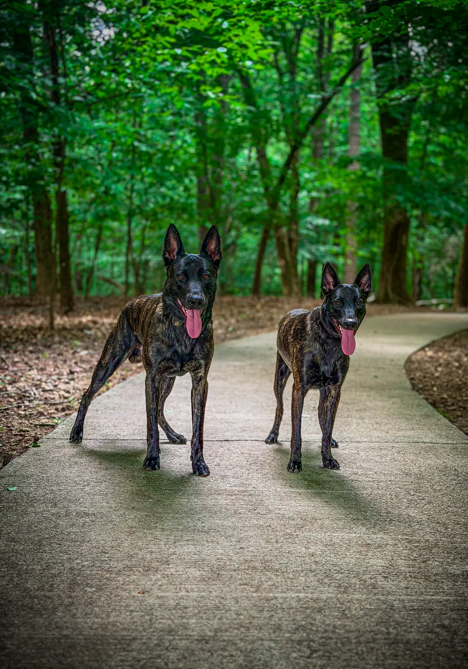 Basic obedience training at Georgia Doggy Dojo 7